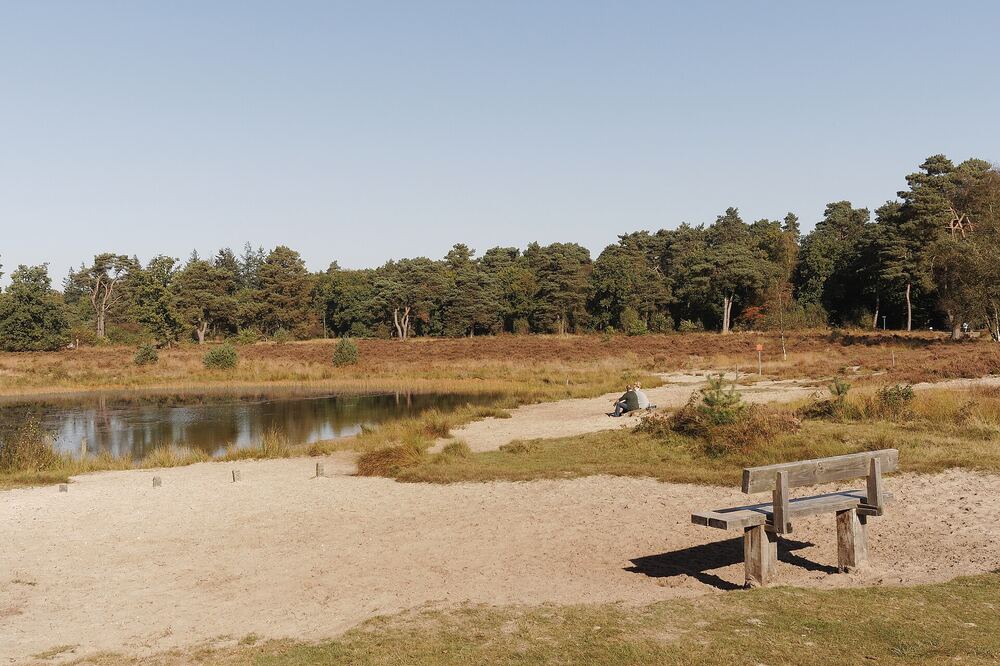 Houten bank op het zand aan de oever van een ven in een zandverstuiving, met bos op de achtergrond