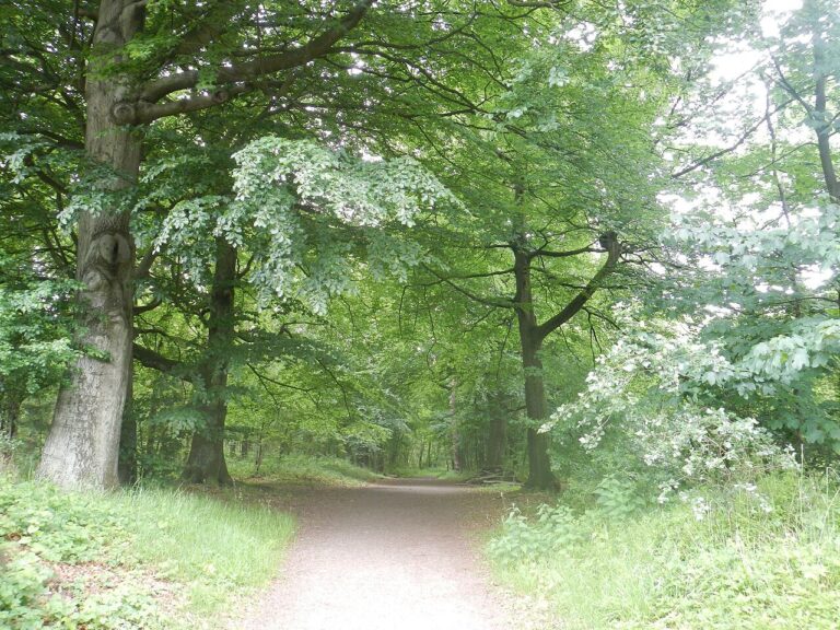 Burltochten in Elspeet — natuur in Nunspeet